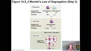GenBio CH 14 Mendel and Gene