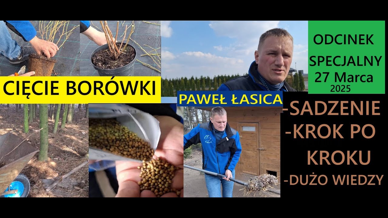Как сажать чернику — лучший способ посадки, шаг за шагом. Специальный выпуск с Павлом Ласице.