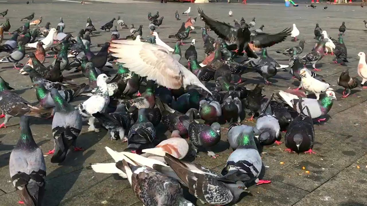 Children enjoy pigeons, they always come to feed the pigeons and play
