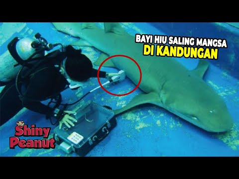 Video: Bagaimana Hiu Berkembang Biak