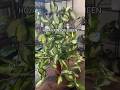 Hoya Carnosa Krimson Princess #houseplants #indoorplants #plantroom Hoya Carnosa Krimson Princess #houseplants #indoorplants #plantroom
