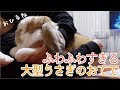 うさぎさんのふわふわな手をさわっていると・・・【フレンチロップ】French Lop