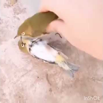 Keakraban seekor burung bikin BAPER....