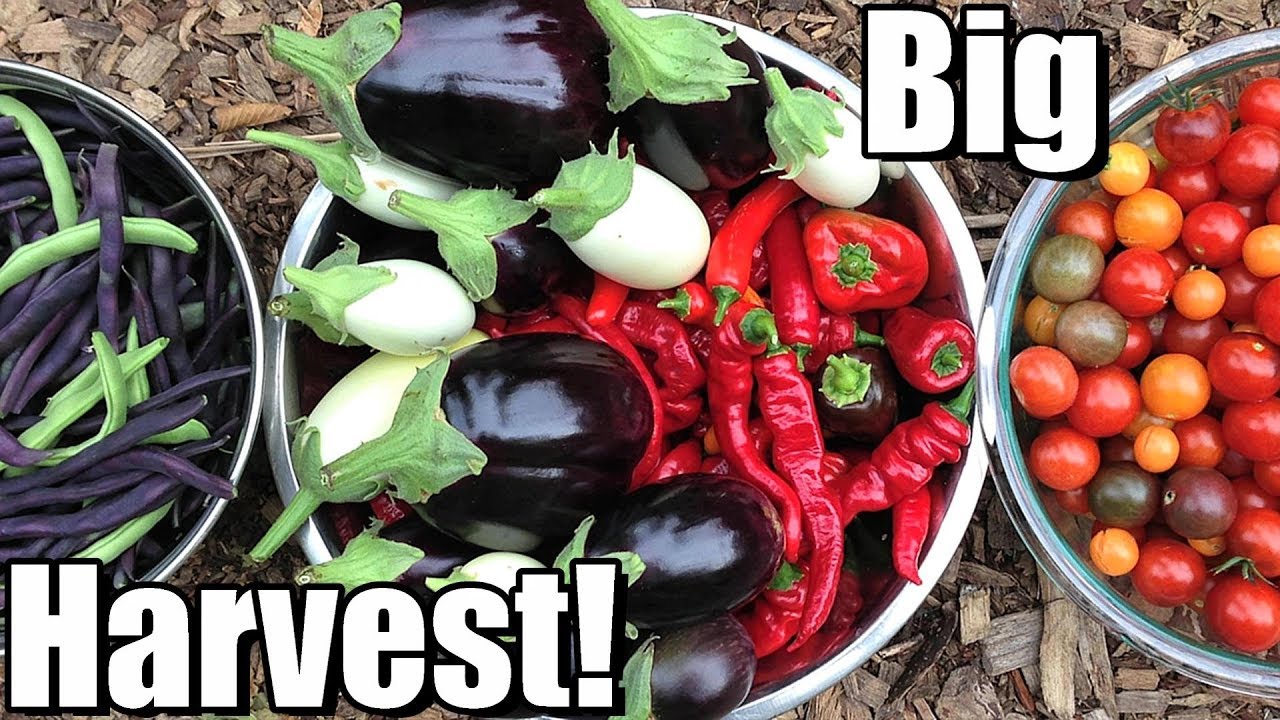 Big October Vegetable Garden Harvest (Zone 5): Local Food at Its Best! 🍅🌶️ 🥗