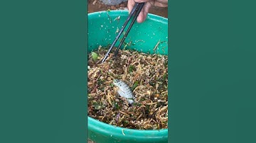 Món gỏi cá nhảy Tây Bắc #xuhuong #xuhuongtiktok #xuhuong #gianglutv#shorts