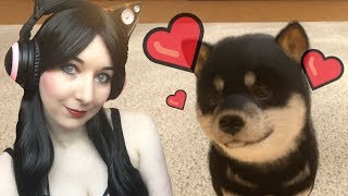 So CUTE And Fluffy! OMG Cute Puppy!  Little Friends Dogs & Cats Let's Play Walkthrough Part 1