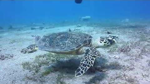 Turtle Swimming Underwater | Nature 4k Video With Relaxing music | Sea | Ocean