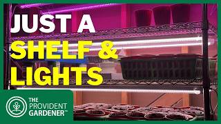 Simple Basement Grow Light Setup (Shelf + LED Specs Included)