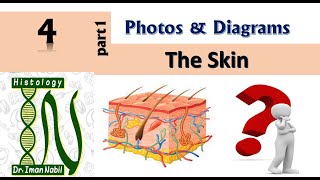 Practical Skin part 1-Diagrams and photos