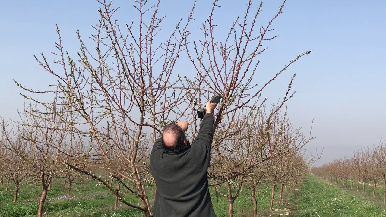 Poda de Almendro. Videotutorial Crisolar.