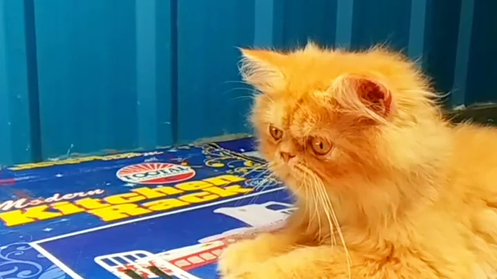 Video 11761541: persian cat pets, persian cat first