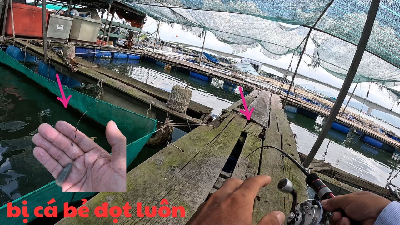 287/ Nay bị cá bẻ đọt khi câu mồi CUA ( NHA ) . Câu IKADA .