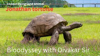 🐢 Jonathan the Tortoise – The Oldest Living Animal on Earth 🌍 | 192+ Years of Life ⏳