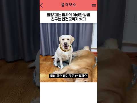 달걀 깨는데 안전모까지 등장한 이유 😂 thumbnail