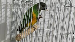 Senagal Papağanı Çarli