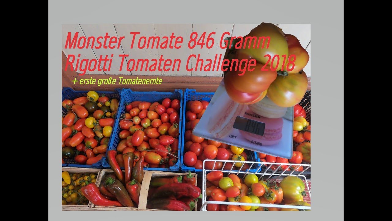 Tomaten ernten + Monster Tomate 846 Gramm vs Rigotti Tomaten Challenge