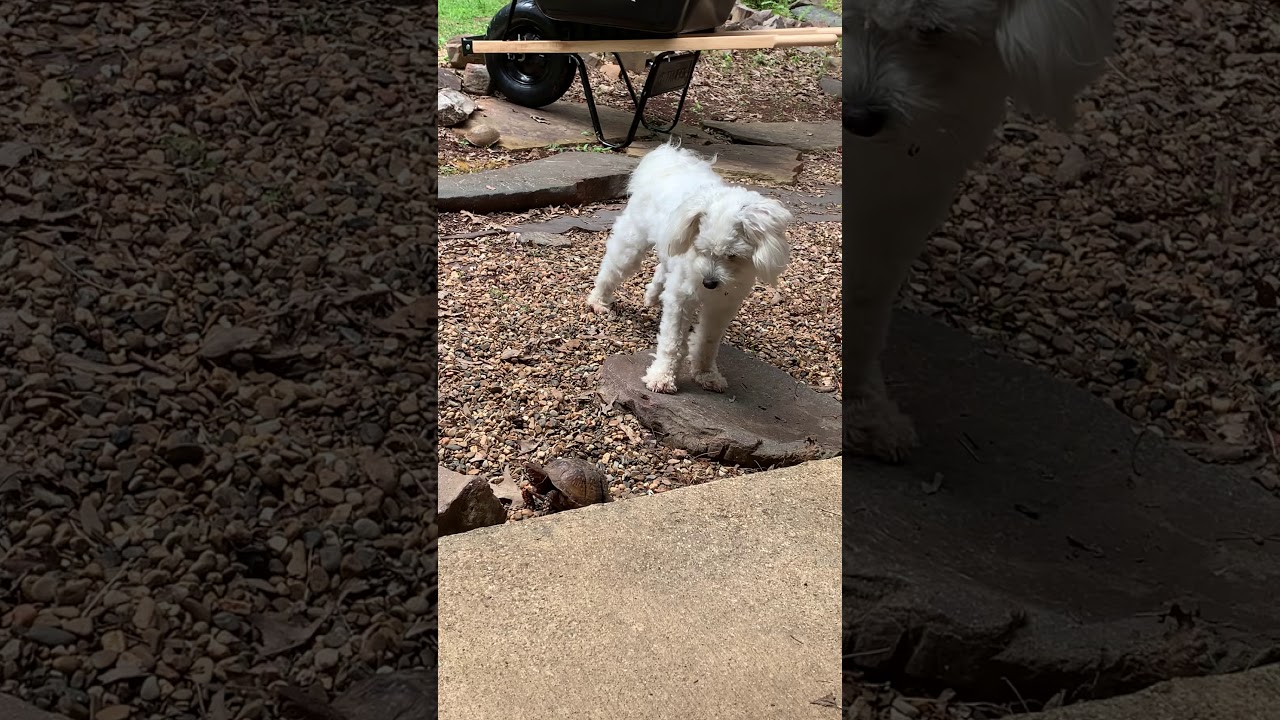Tucker vs Turtle Part 2 - YouTube