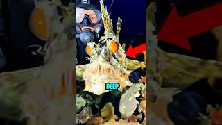 Top 5 Sea Creatures Look so Alien Caught on Camera