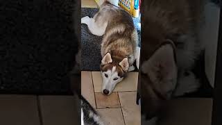 cute husky puppy dealing with huge hiccups.