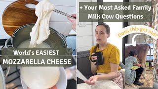 Worlds EASIEST Mozzarella Cheese + Family Milk Cow Q & A ~ Large Homesteading Family