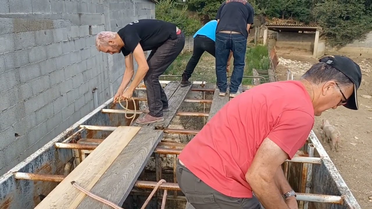 Les taureaux montent dans le char Manade du Joncas 🐃 🐎 🐂