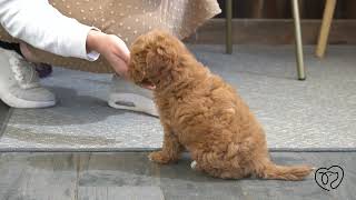 Josie The Cavapoo's Introduction! Jane The Cavapoo S Training Intro Vid