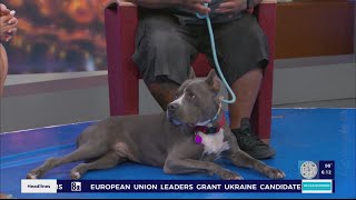 Pitbull's journey back to health after being abandoned