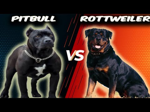 Pitbull VS Rottweiler-Comparison