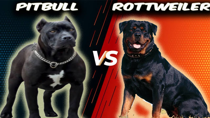 So sánh chó rottweiler và pitbull năm 2024