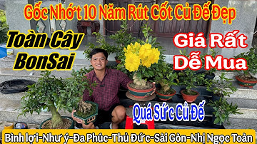 25/11 Vườn mai bonsai củ đẹp giá rẻ 💥🌲bình lợi,Sài Gòn,nhị Ngọc toàn,như ý,đa phúc 🌲🌲🌲☎️ 0961977980