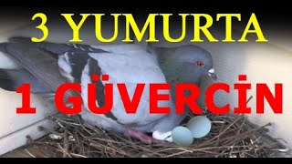 Güvercin Altına Üç Yumurta Sürülürse Neler Olur ?
