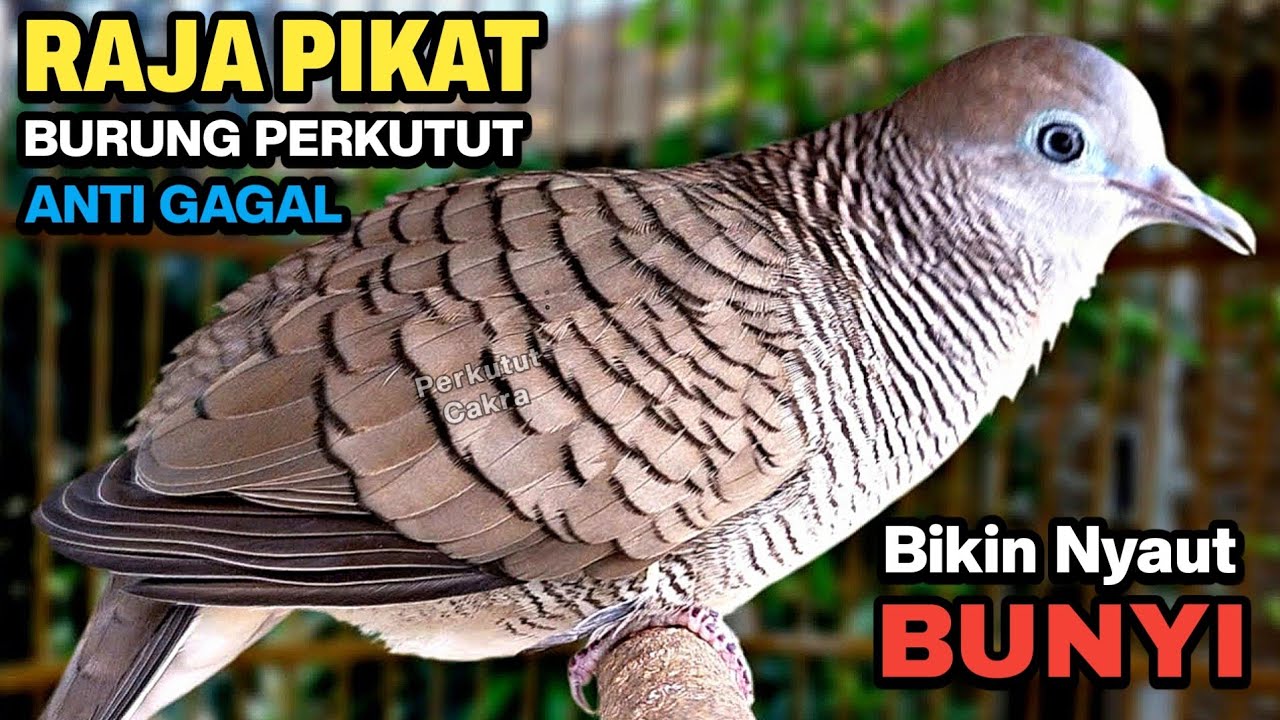 Perkutut Lokal Gacor Suara Besar Ahlinya Bikin Semua Burung Perkutut Langsung Nyaut
