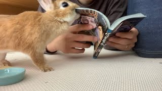 見事にうさ吸い失敗したでござる!の巻 #827