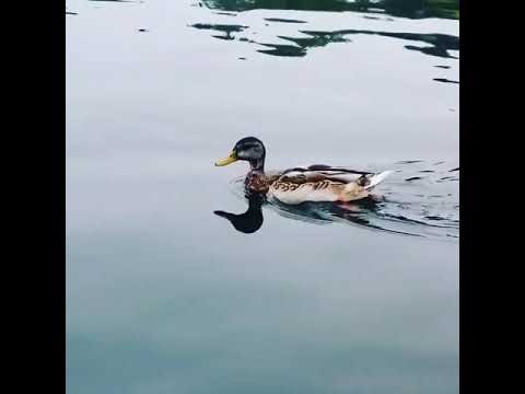 بطة تسبح في البحيرة