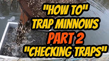 How to Trap Minnows (Pt. 2)"Checking minnow Traps"
