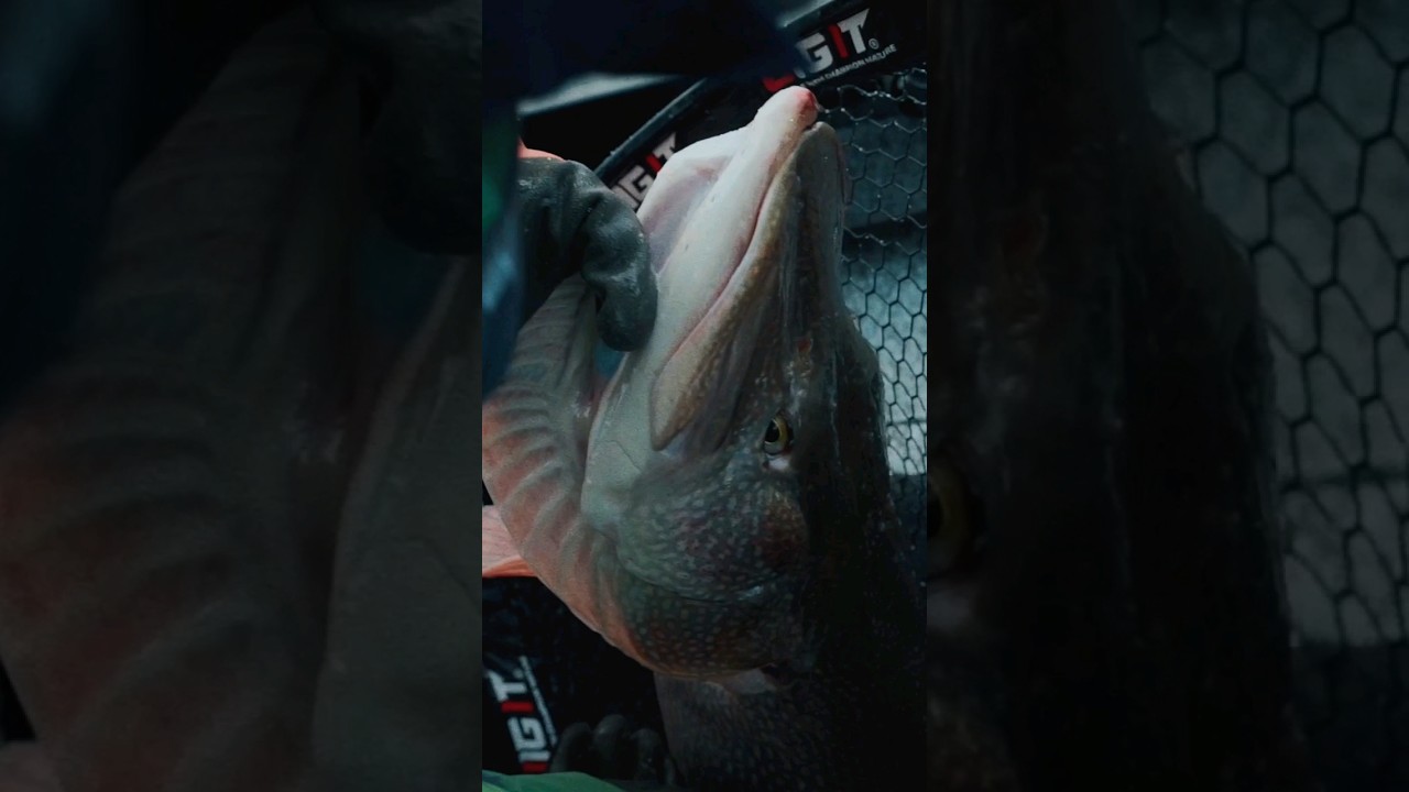 Щука по 20 кг весом 