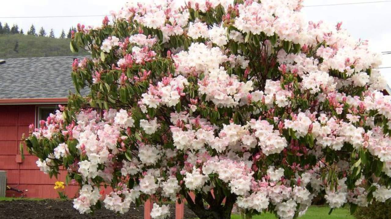 Название красивых кустарников цветущих. Рододендрон белый куст.
