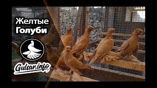 🐦 ЖЕЛТЫЕ ДВУХЧУБЫЕ ГОЛУБИ / PIGEONS / TAUBE #Gulsarinfo©