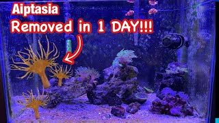 How I Passively Removed All Aiptasia in my Reef Tank in Less than 1 Day!!!￼ Aiptasia Removal