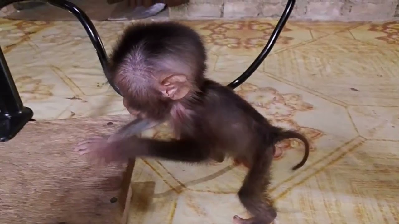 The excitement of the Malang baby monkey when learning to play