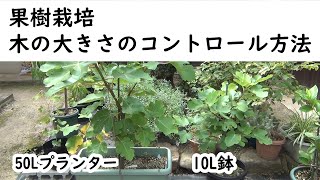 鉢植え果樹　鉢の大きさと成長の違いについて