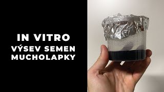 IN VITRO výsev semen mucholapky podivné I.