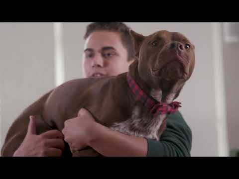 Video: Hur man ordentligt hämtar din hund