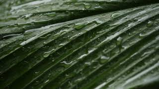 Drops falling on leaf screenshot 5