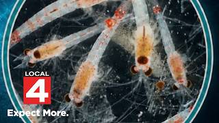 Bloody red shrimp species now in all Great Lakes