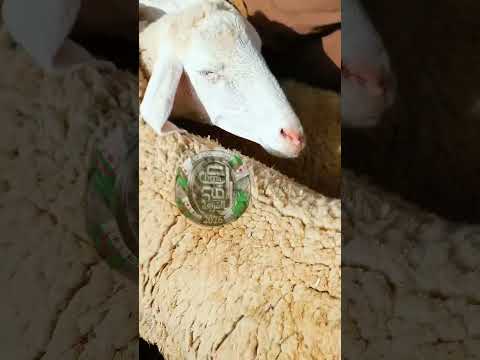 مقتطف اسعار المواشي اليوم من سوق الشريعة تبسة السبت 24جانفي 2026 التغطية الأخ فتحي بارك الله فيه