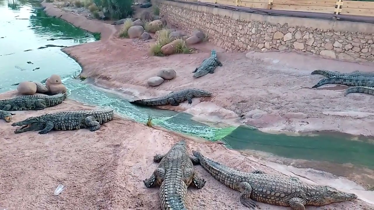 Crocodile 🐊
