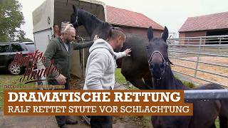 Notfall Auf Dem Gnadenhof Halona Mut Harte Hunde