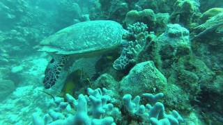 Une Tortue Affamée Au Roatan