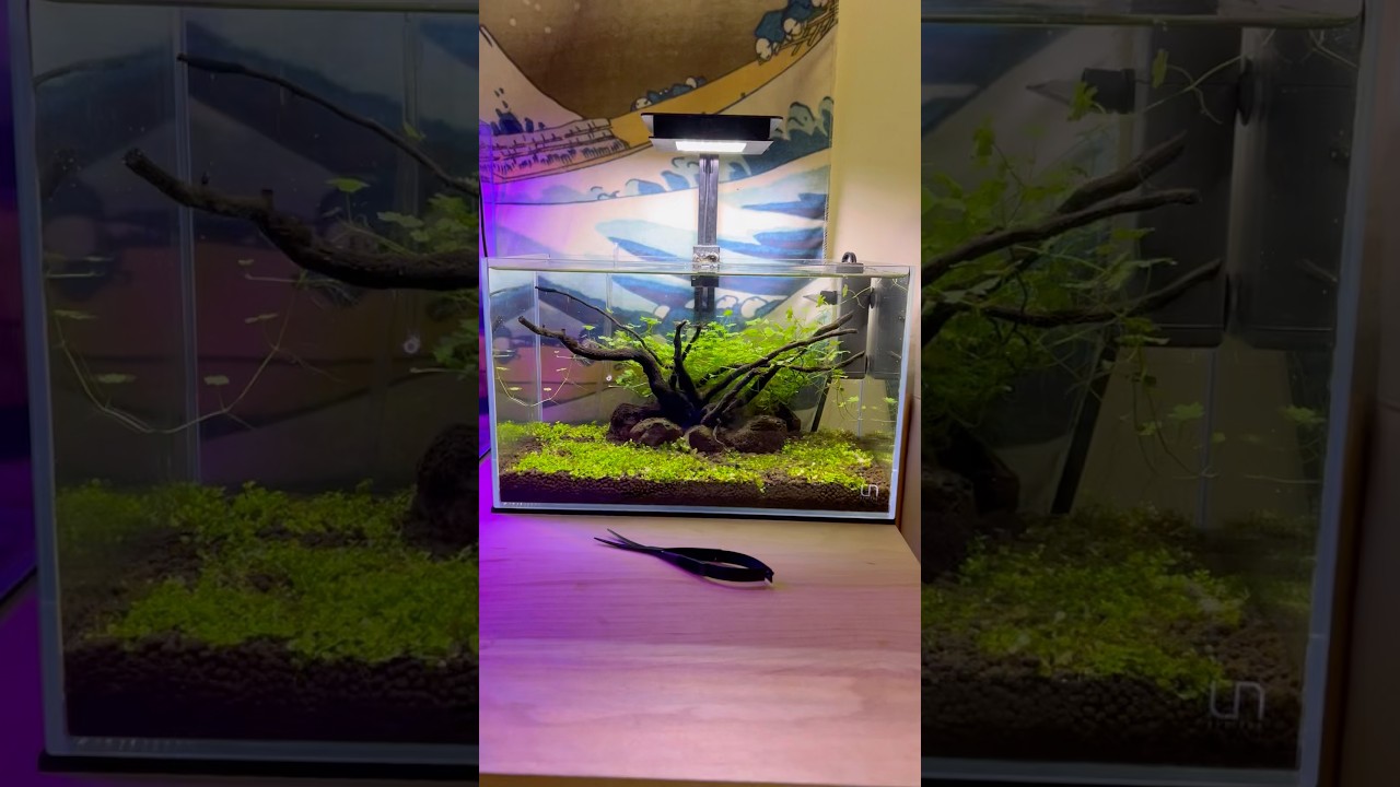 Little tank little maintenance #aquascape #aquarium #youtubeshorts